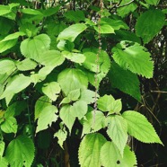 Boehmeria macrophylla.moyen l’ortie.bois de source noir.urticaceae..jpeg